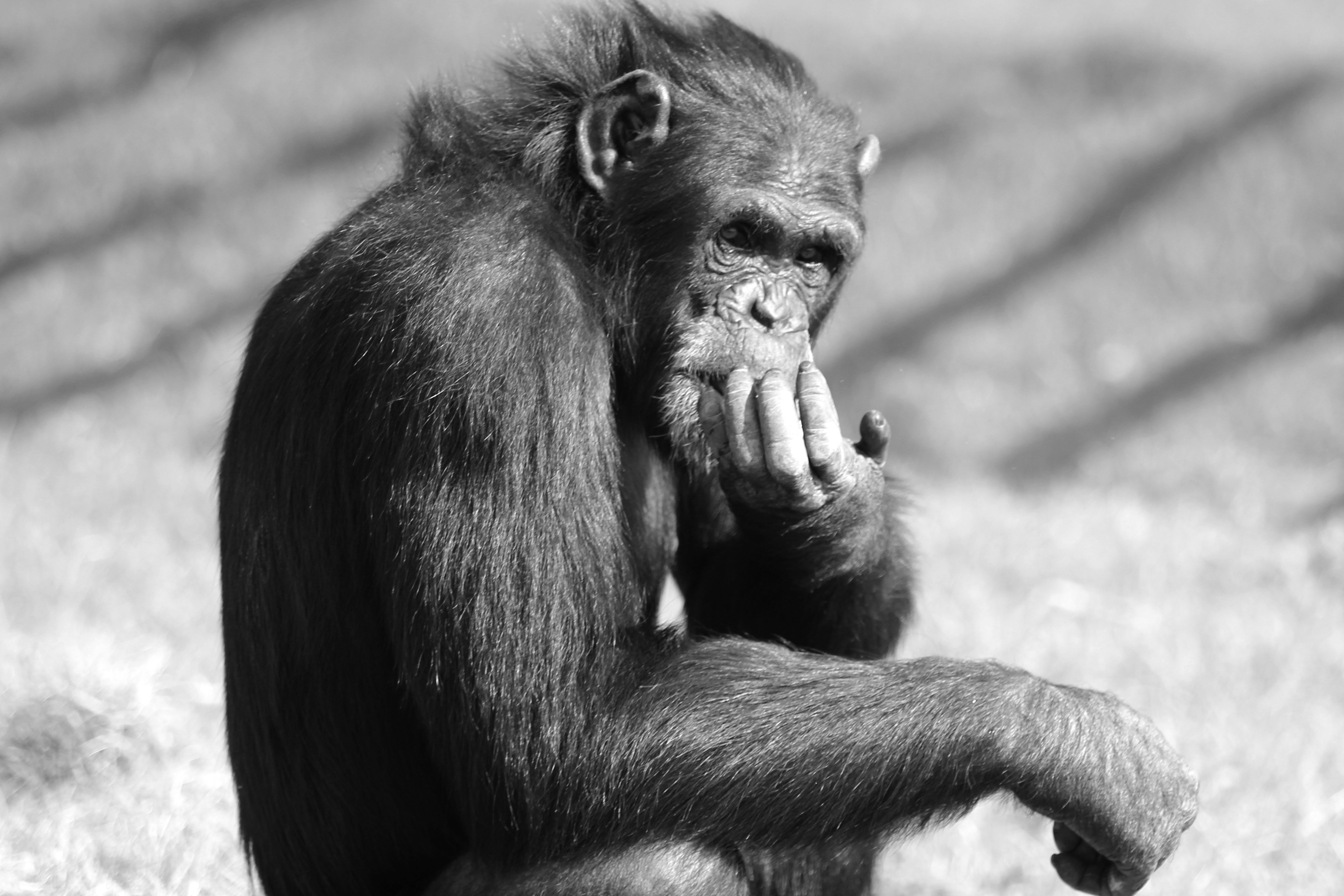 Photo 7 from CHIMPS INC